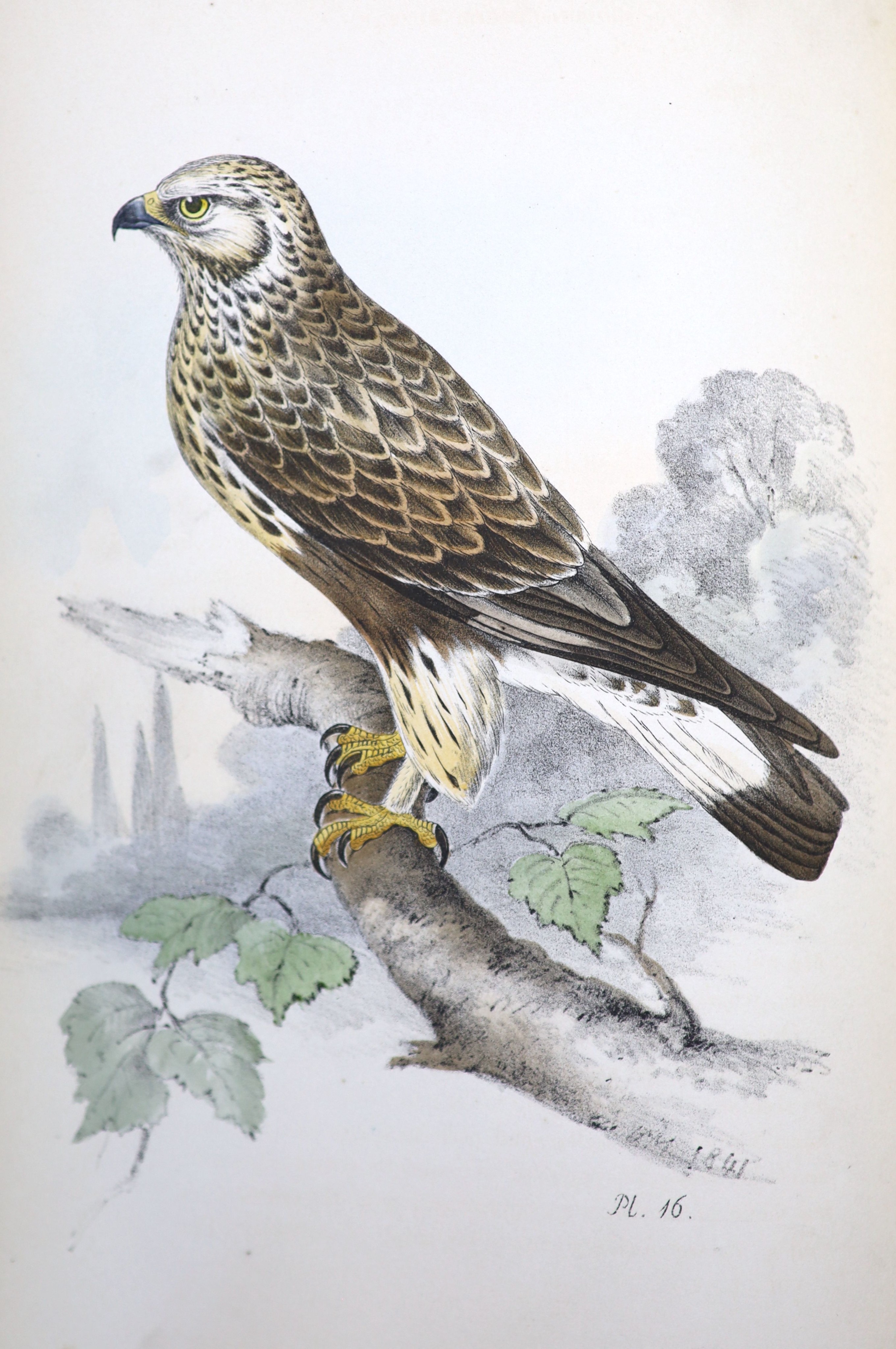 Meyer, Henry Leonard - Illustrations of British Birds. ‘’Coloured Illustrations of British Birds.’’ 7 vols, 8vo, half calf, with 435 plates, 427 of them hand-coloured, spines and boards scuffed and rubbed, inner gutters